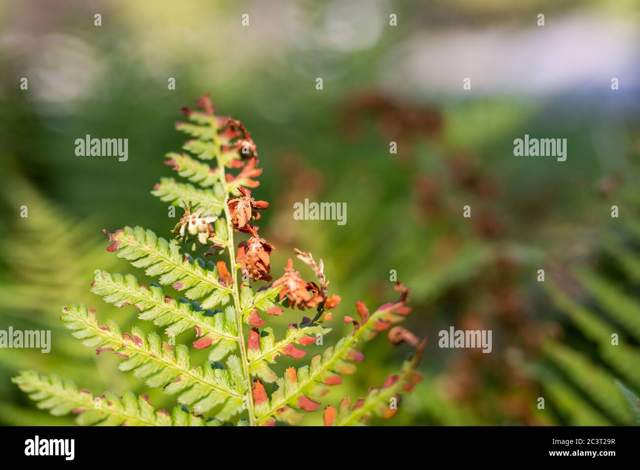 Foglia di felce secca nella foresta d'autunno. Foglie di felce essiccate su sfondo sfocato Foto Stock