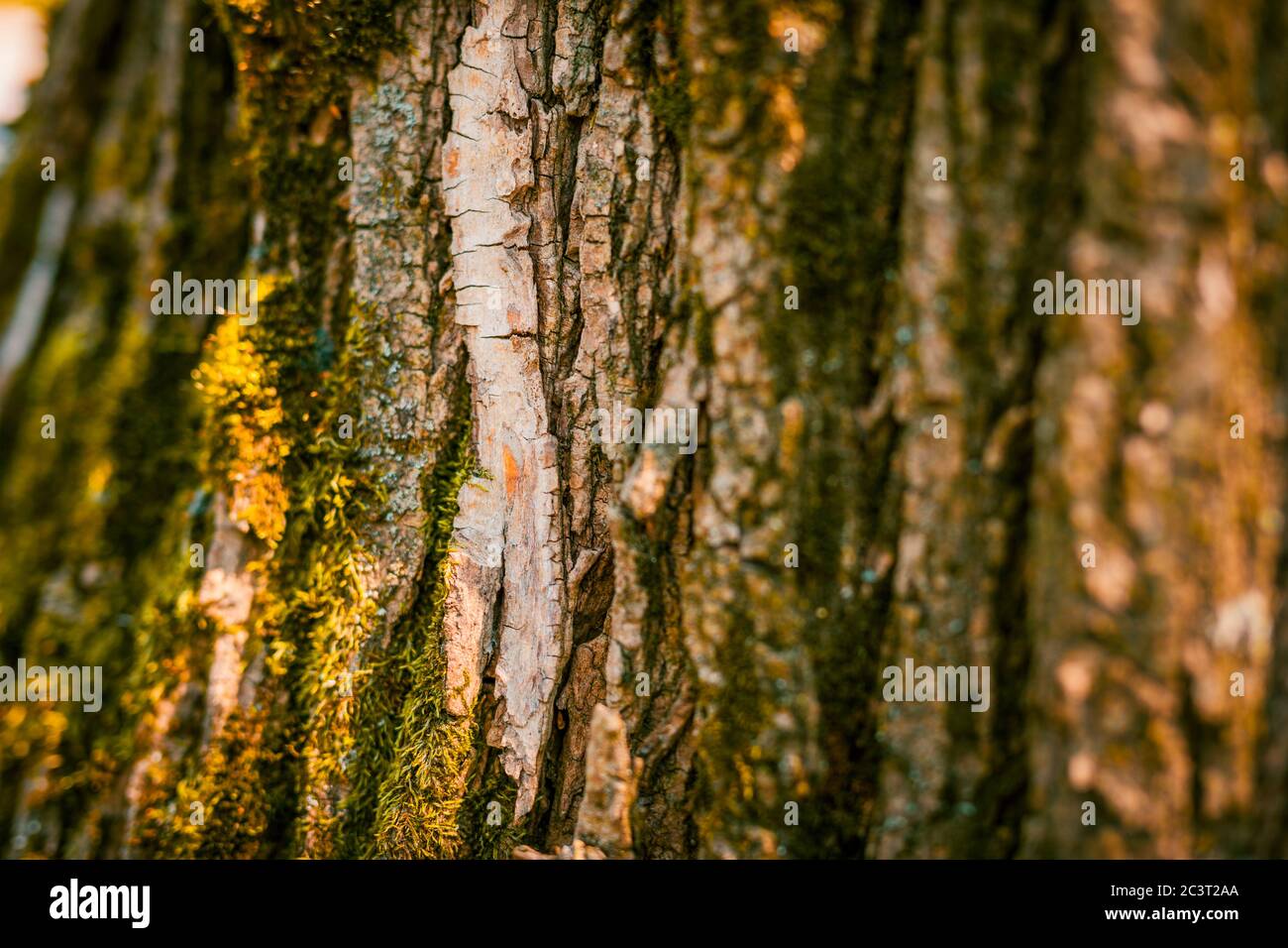 Abbaio asciutto struttura e sfondo, concetto di natura. Corteccia di albero come sfondo con spazio di copia Foto Stock