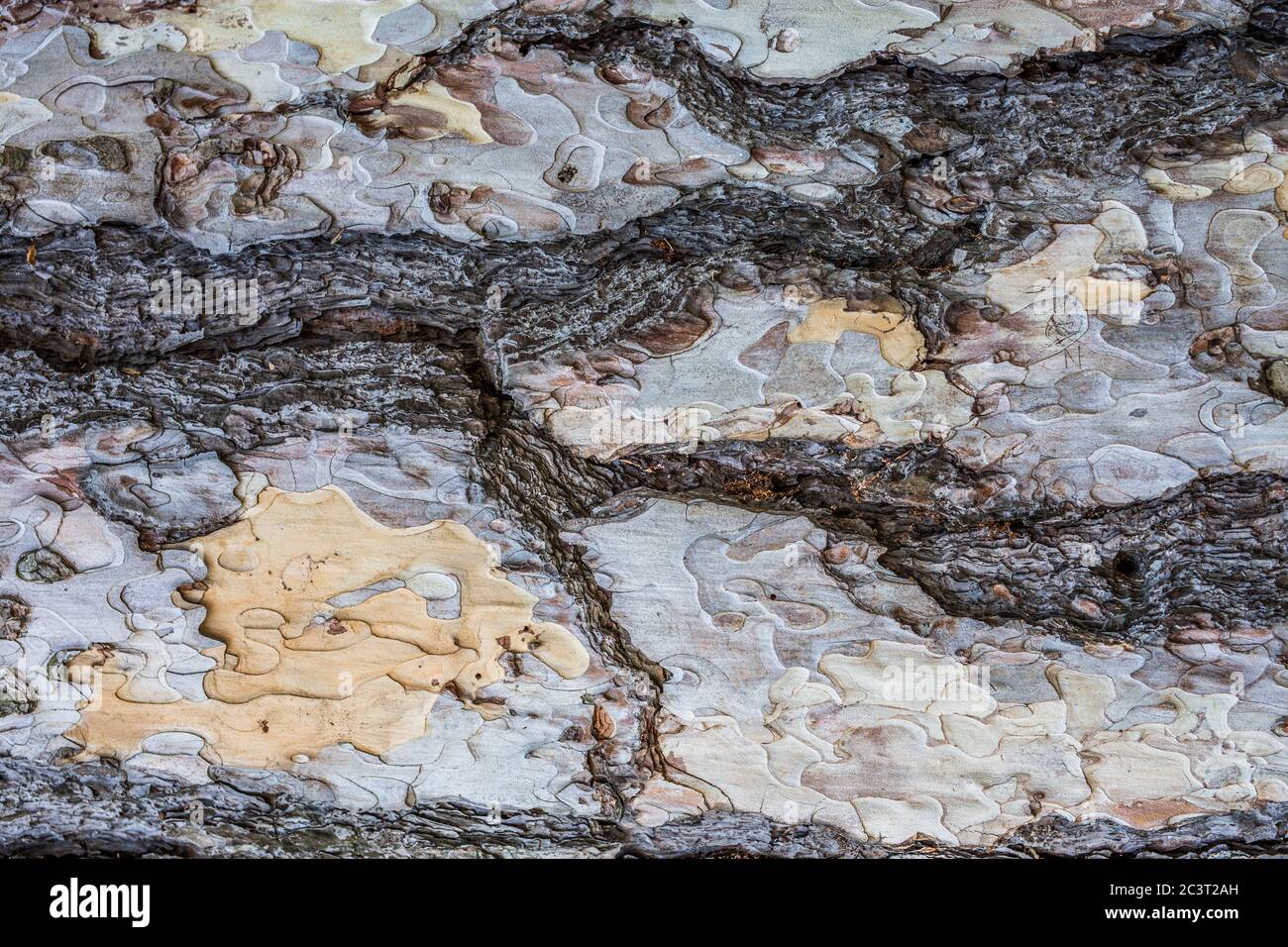 Abbaio asciutto struttura e sfondo, concetto di natura. Corteccia di albero come sfondo con spazio di copia Foto Stock