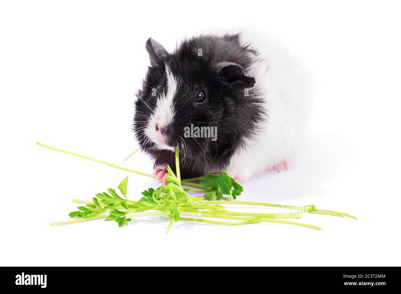 Carino porcellino d'India bianco e nero mangiare prezzemolo, isolato su sfondo bianco. Foto Stock