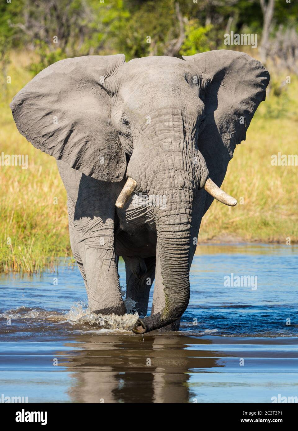 Ritratto verticale di un elefante adulto che attraversa un fiume in una giornata di sole nel delta del Khwai Okavango Botswana Foto Stock