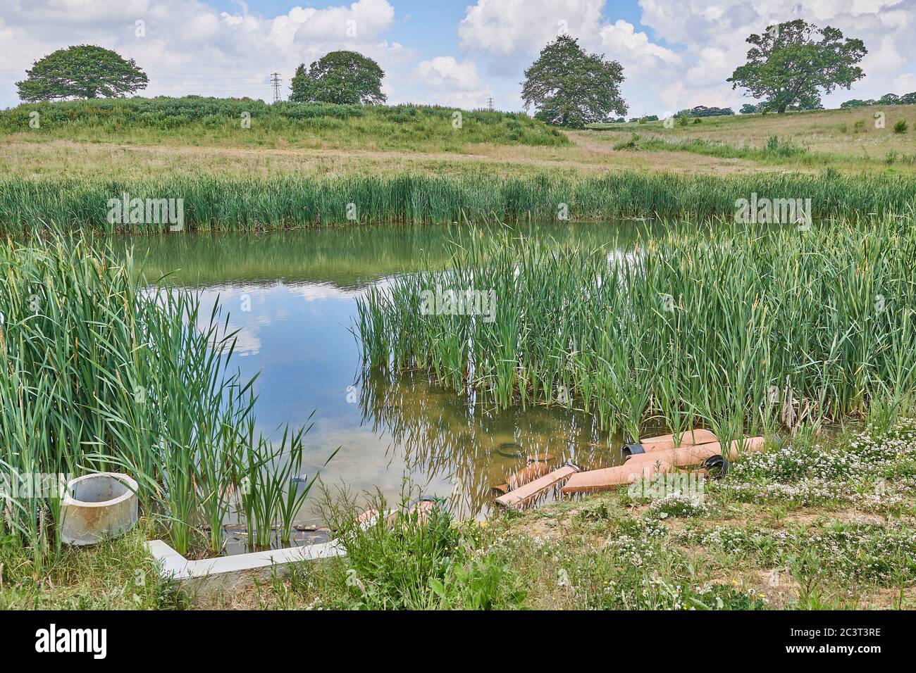 Canne che crescono in alto in un stagno di emergenza di emergenza di riserva artificiale nella campagna inglese. Foto Stock