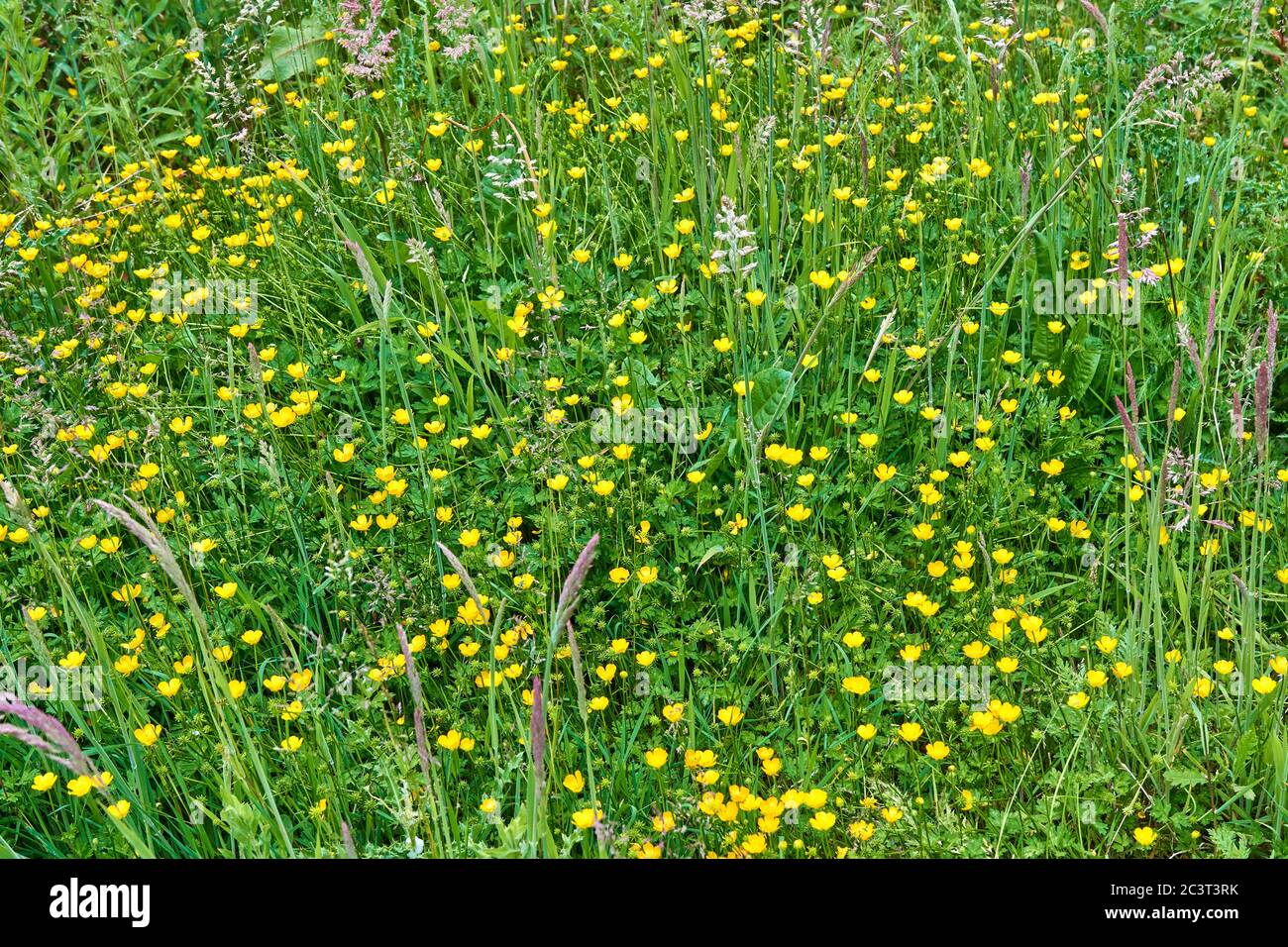 Campo di coppe selvatiche Foto Stock