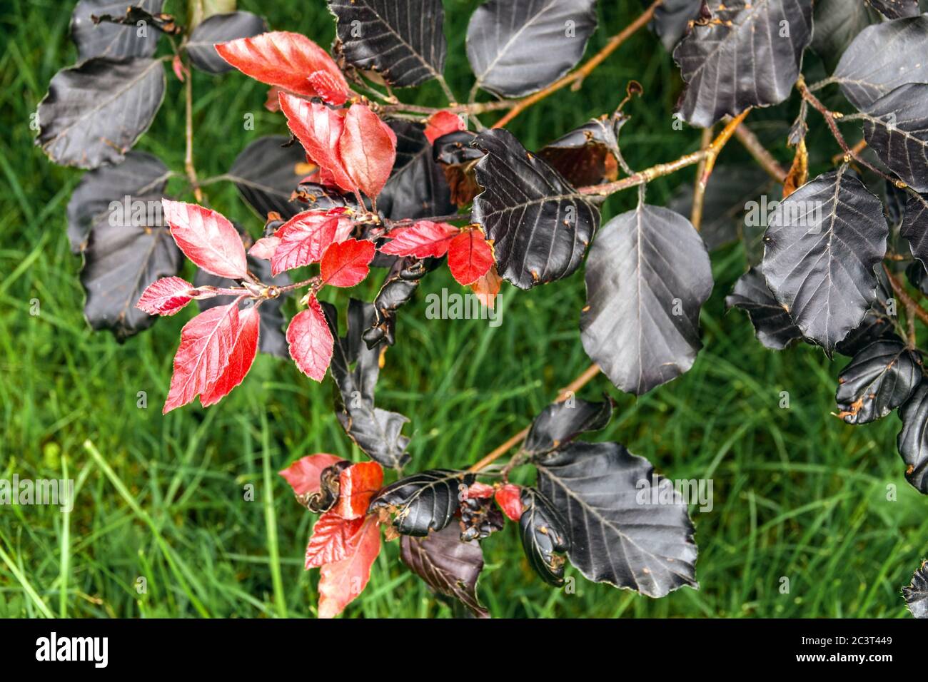 Fagus sylvatica 'Purpurea Nana' foglie Foto Stock