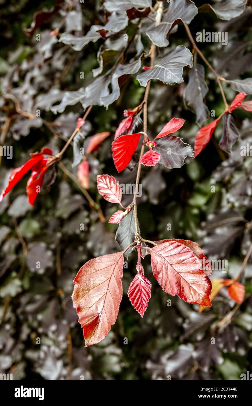 Fagus sylvatica 'Purpurea Nana' fogliame Foto Stock