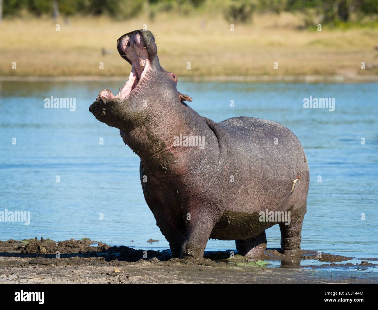 Un ippopotamo femminile adulto che si trova sul bordo fangoso del fiume con la sua bocca aperta in Khwai Botswana Foto Stock