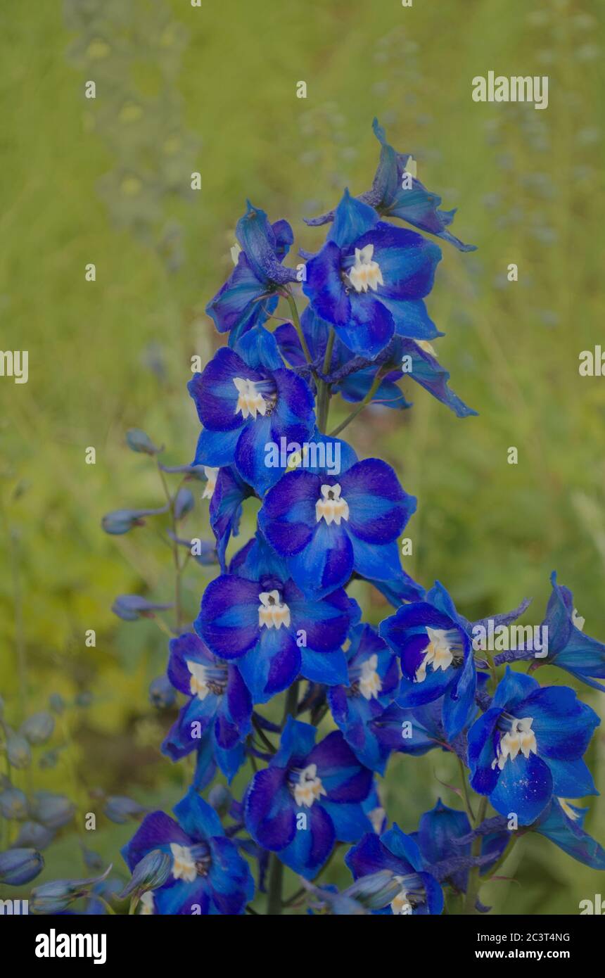 Il blu Delphinium cresce nel giardino. Fiore blu delphinium doppio. Delphinium Blue Dawn Foto Stock