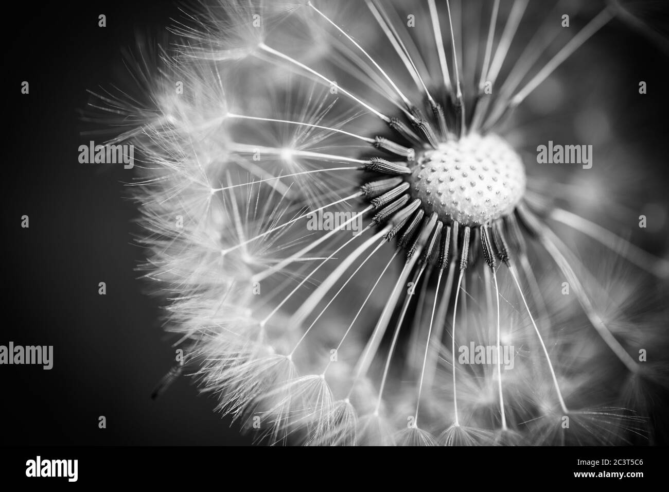 Fotografia macro di dente di leone su bianco in nero. Foto macro astratta di semi di piante. Processo in bianco e nero Foto Stock