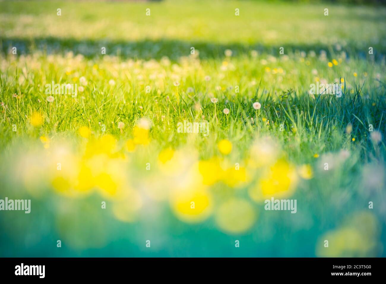 Campo con andelioni. Primo piano di fiori gialli primavera. Fiore estate primavera sfondo. Fiori di dente di leone giallo primo piano in un campo sulla natura Foto Stock