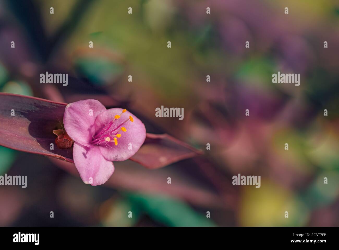 Fiore rosa e bianco papavero bello fiorire, closeup rosa esotico margherita fioritura sfondo floreale Foto Stock