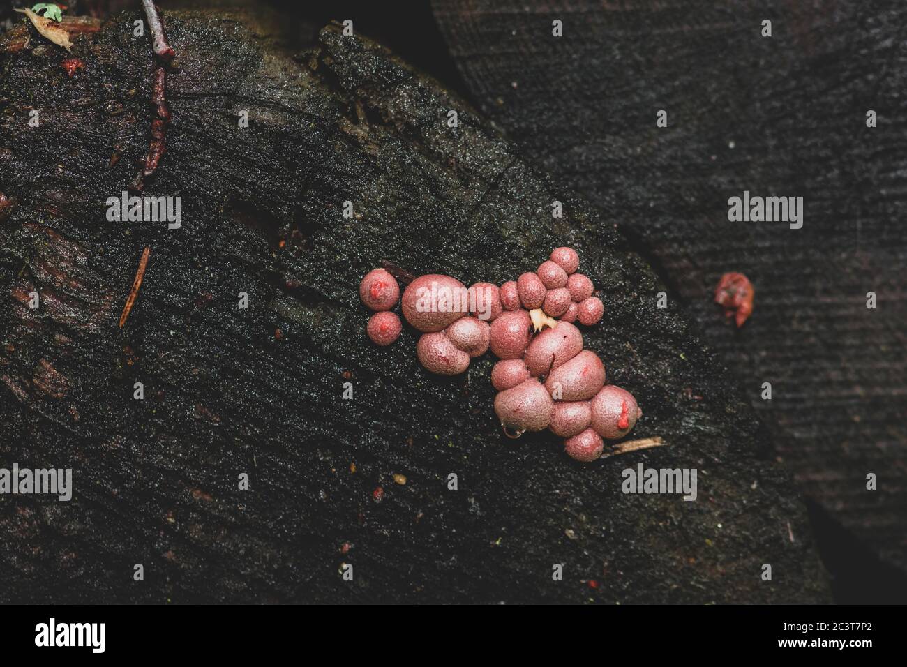 Strani funghi rosa (Lycogala epidendrum, latte lupo o calce di groening) che crescono su tronco vecchio, scuro e bagnato con spazio di copia Foto Stock