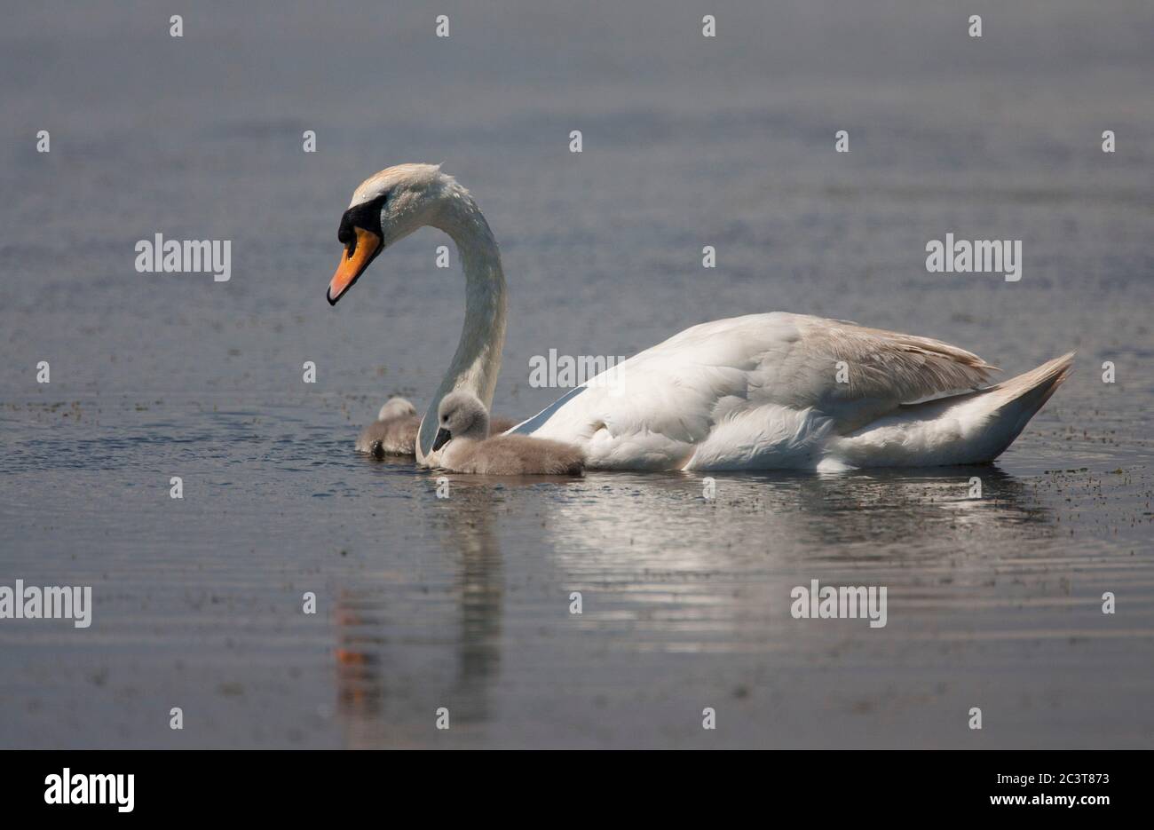Mute Swan, Cygnus olor, Single adulti nuoto con i cigneti. Hampshire, Regno Unito. Foto Stock