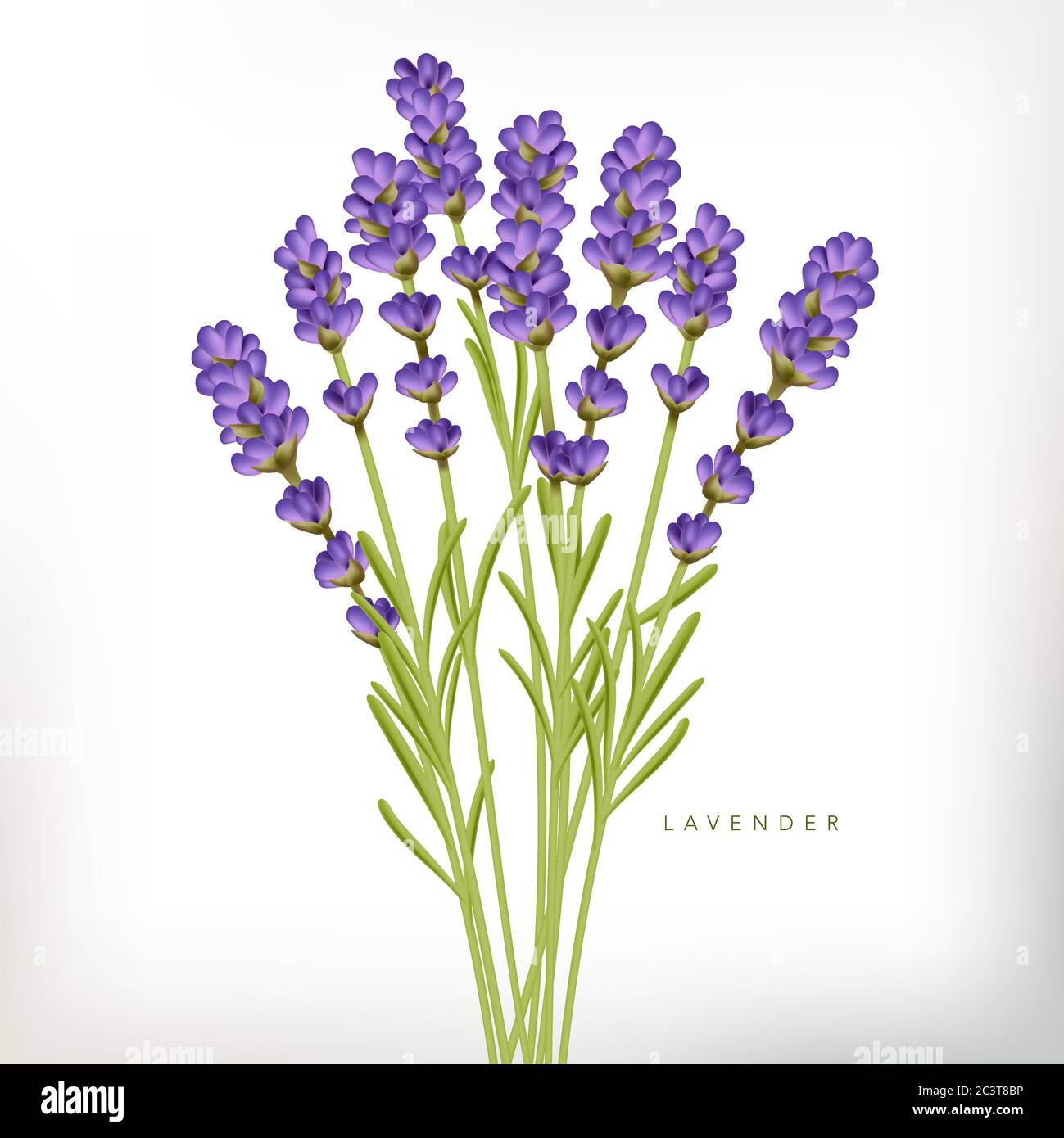 Vector Realista Violet Francese Lavanda Illustrazione Illustrazione Vettoriale