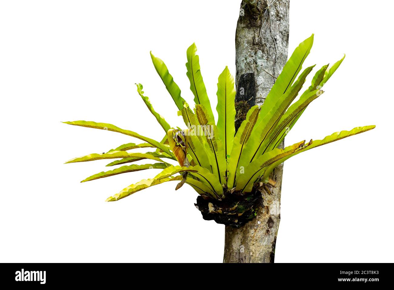 pianta verde di superbum di platycerium è appesa da un albero isolato su sfondo bianco. pioggia tropicale foresta piante. cornice natura giungla confine. con Foto Stock