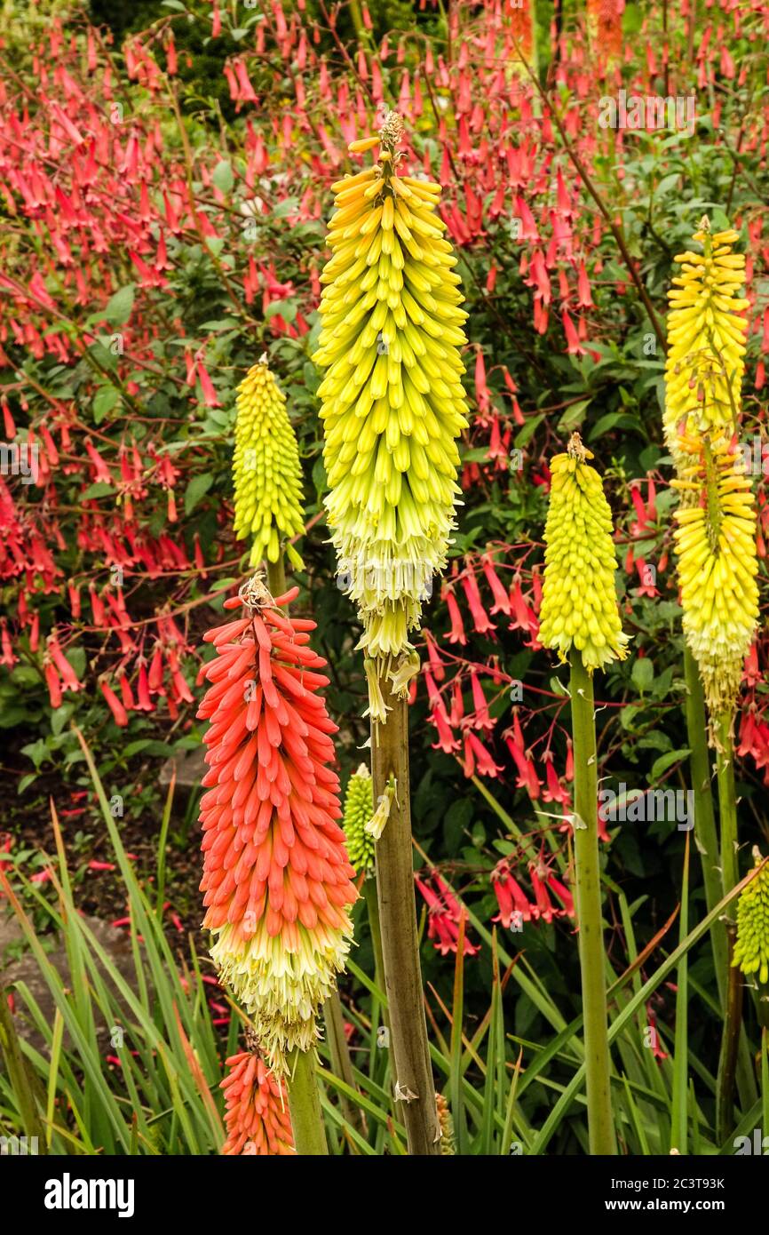 Torcia giglio Lilies Kniphofia Penstemon rosso Foto Stock