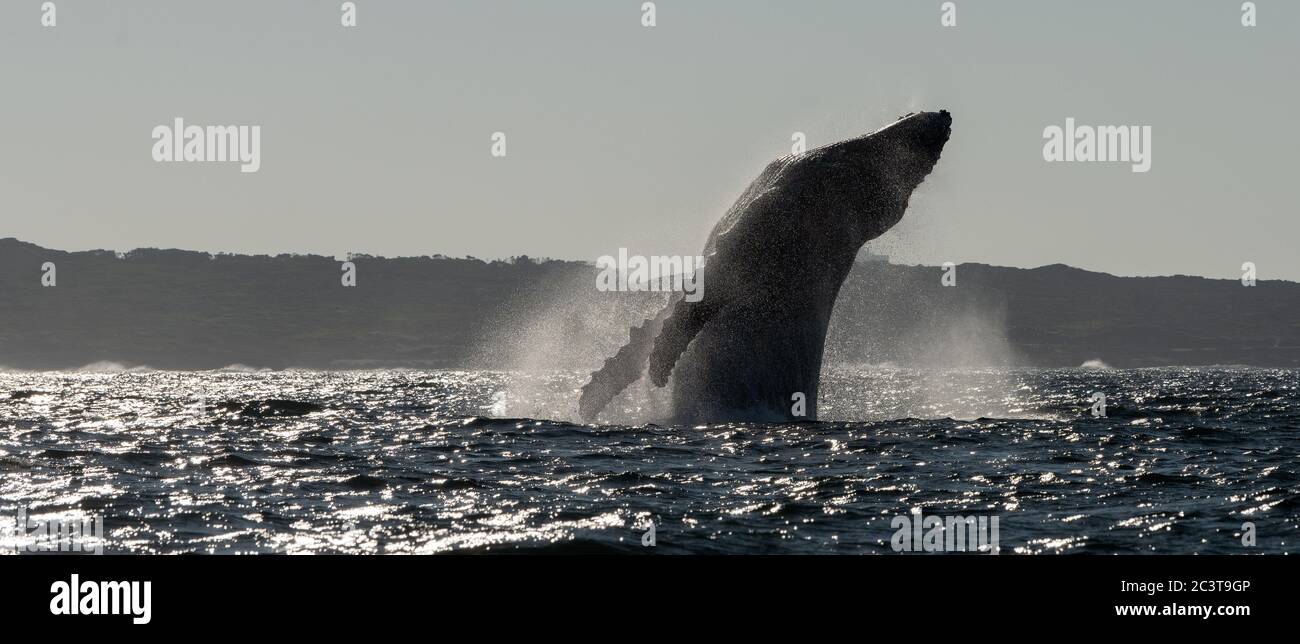 Bracconata di balene. Balena di ritorno che salta fuori dall'acqua. Sudafrica. Foto Stock