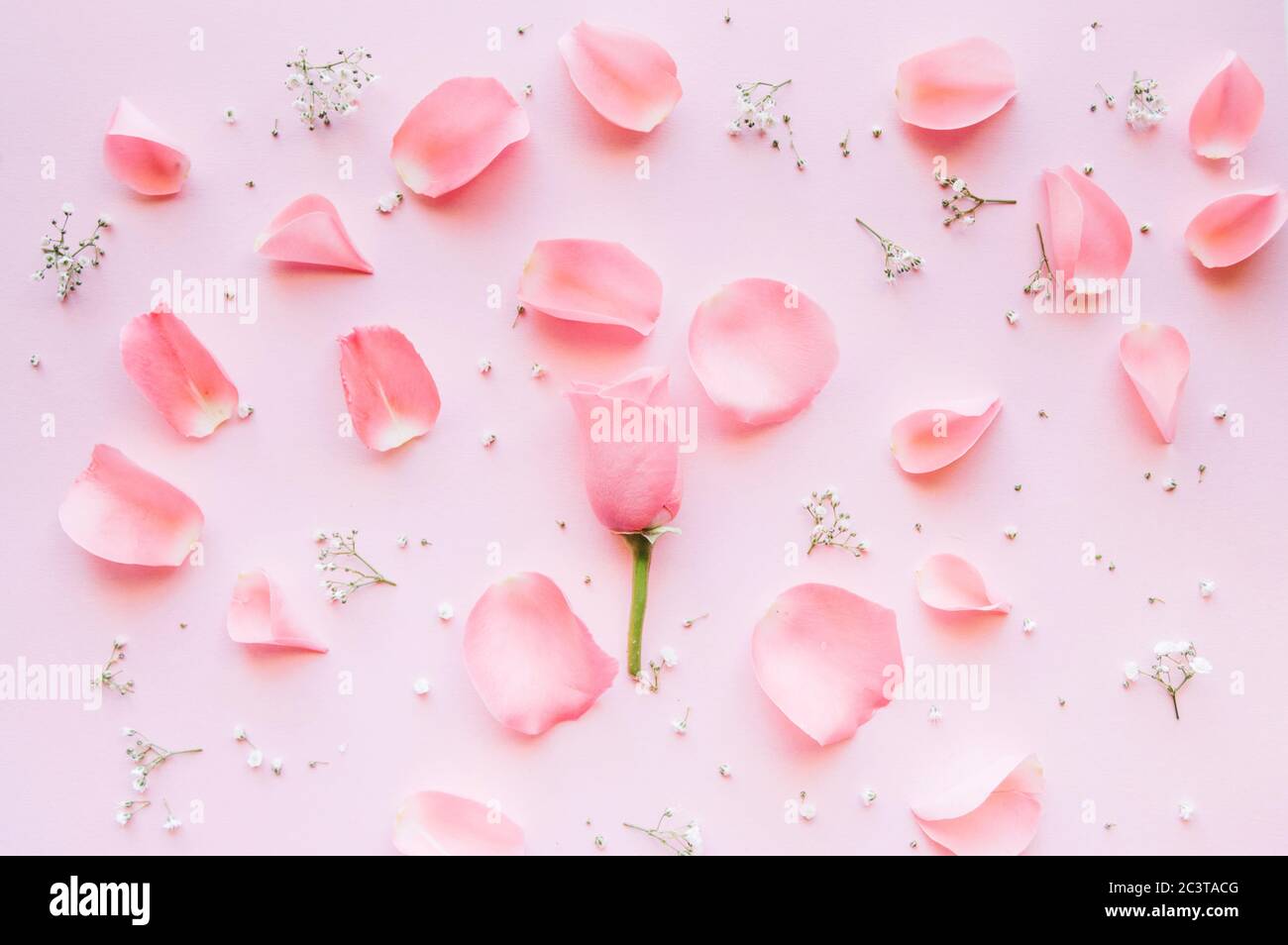 Struttura da rose su sfondo rosa. Disposizione piatta. Foto Stock