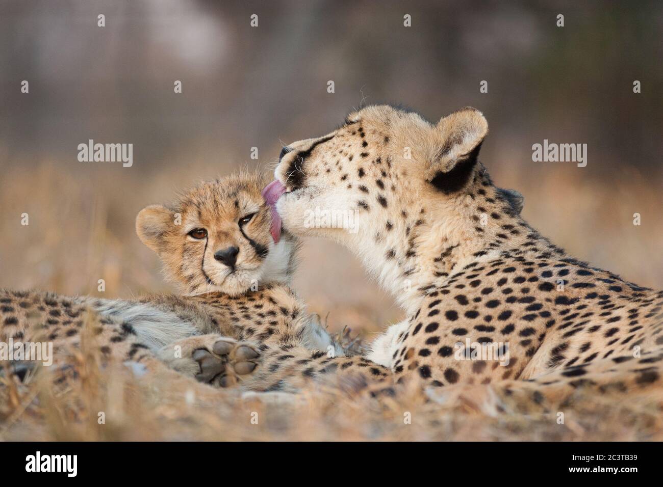 Madre e bambino ghepardo che si stendono insieme con la ghepardo femmina che lecca il viso del piccolo in Kruger Park Sud Africa Foto Stock