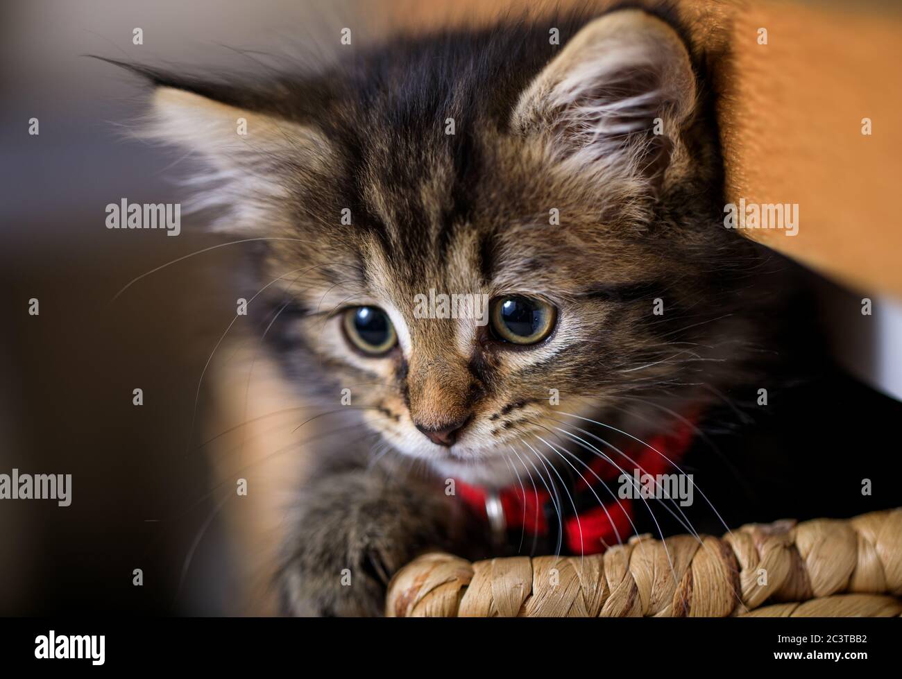 Gattino di otto settimane fotografato godendo la vita in un cesto. Foto Stock