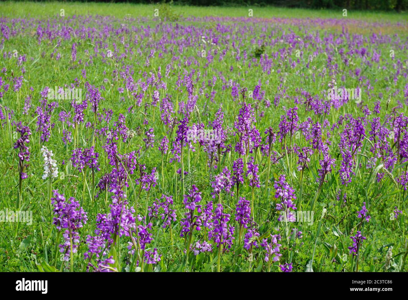 Orchidee d'erba immagini e fotografie stock ad alta risoluzione - Alamy