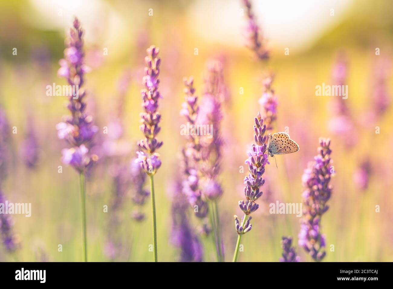 Cespugli di lavanda con closeup farfalla al tramonto. Umore del tramonto su fiori viola di lavanda. Sfondo di fiori estivi ispiratori Foto Stock