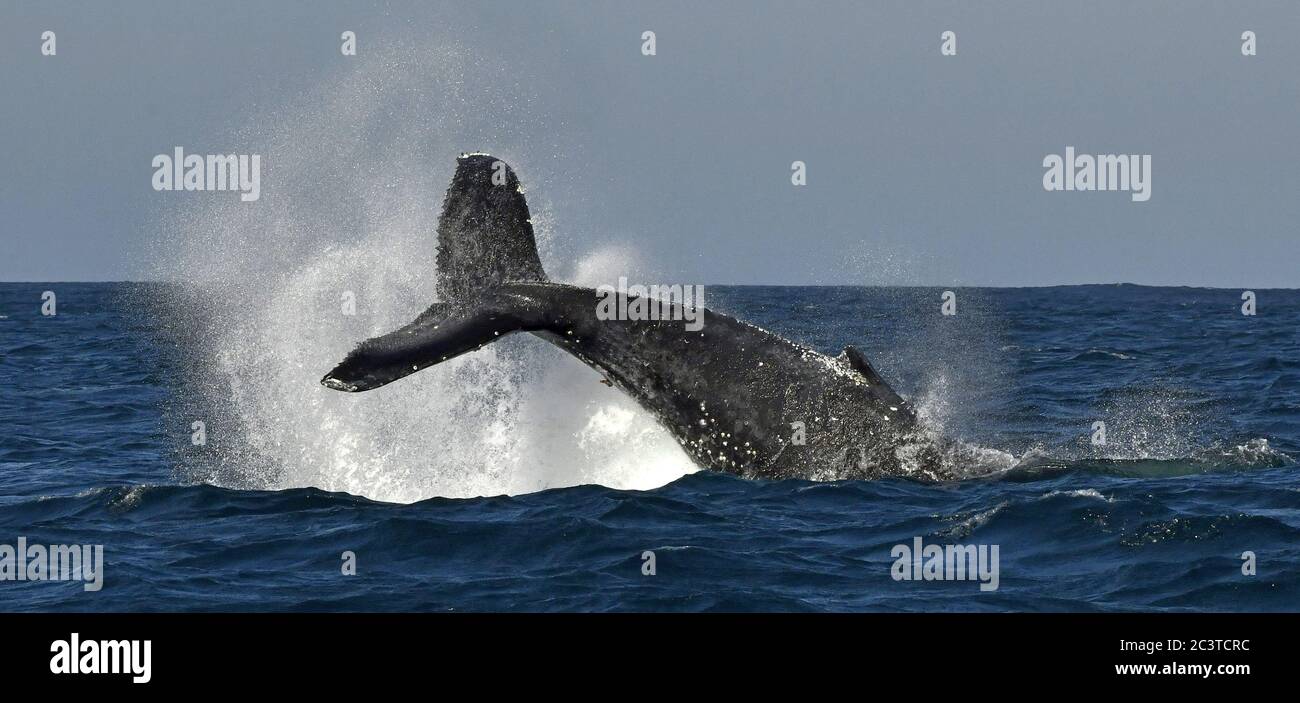 Una balena Humpback alza la sua coda potente sopra l'acqua dell'oceano. La balena sta spruzzando acqua. Nome scientifico: Megaptera novaeangliae. Campo da aviazione sud Foto Stock