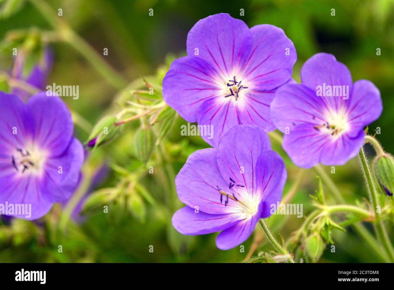 Cranesbill Geranium pratense Brookside Foto Stock