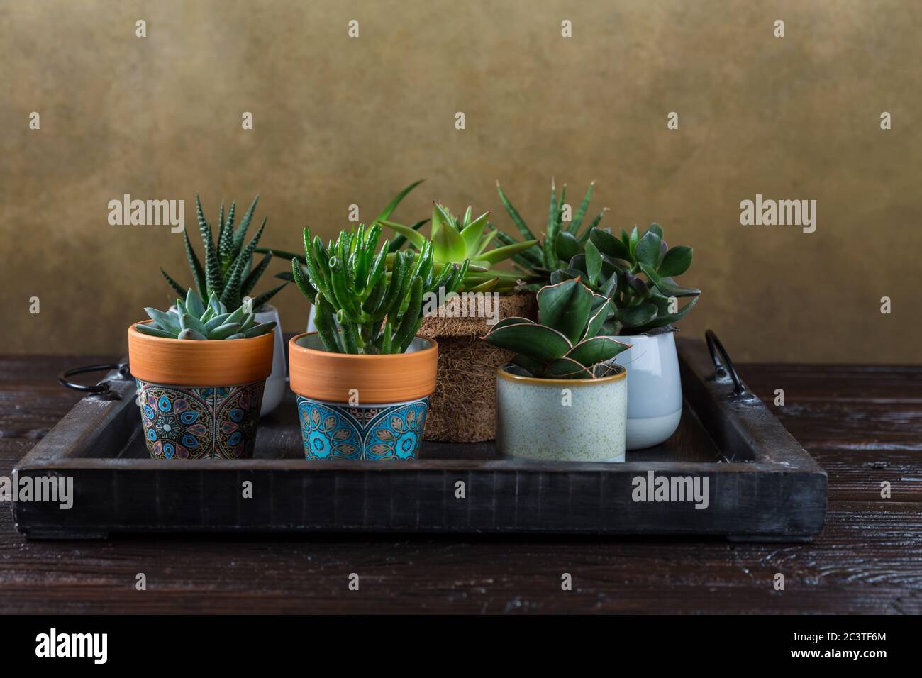 Piante verdi della casa in vaso sul tavolo di legno. Succulenti al coperto. Concetto di giardino domestico. Foto Stock