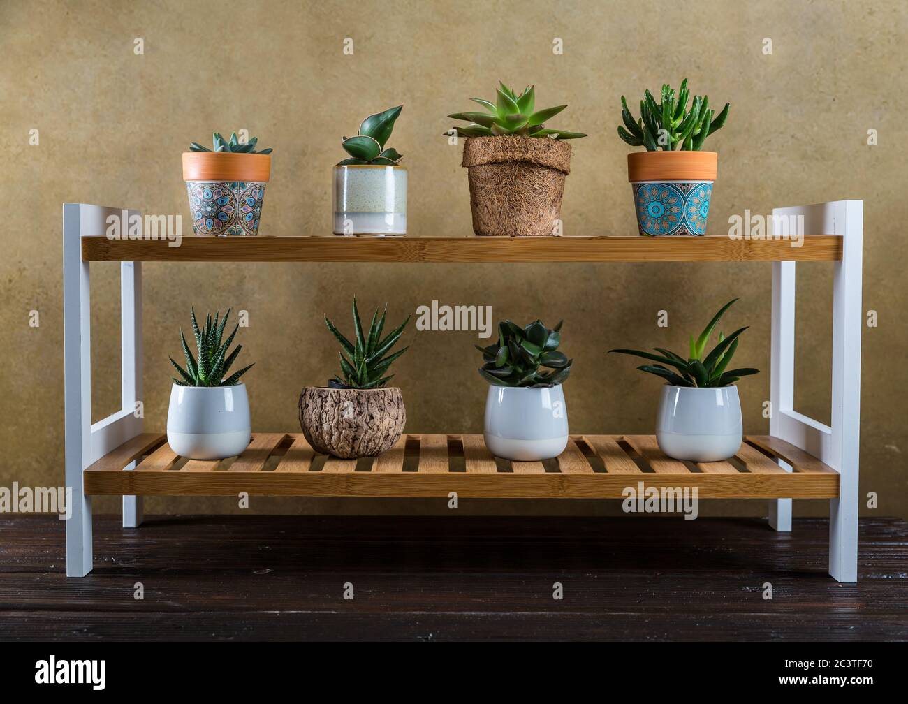 Piante verdi della casa in vaso sulla mensola di legno. Succulenti al coperto. Concetto di giardino domestico. Foto Stock