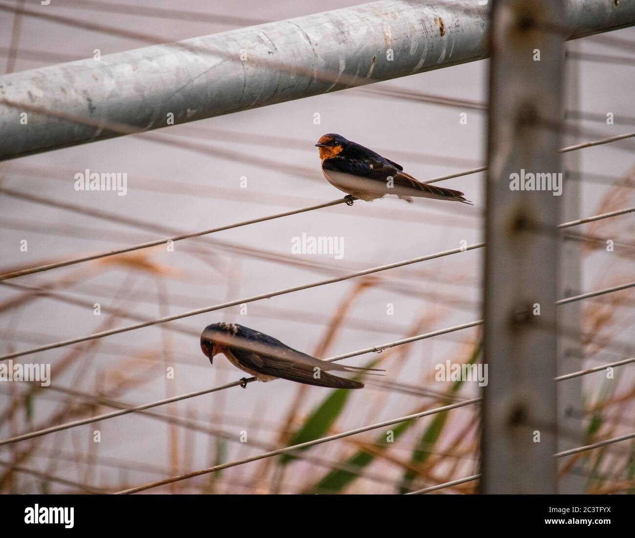 Due uccelli poggiano su una recinzione con canne in primo piano Foto Stock