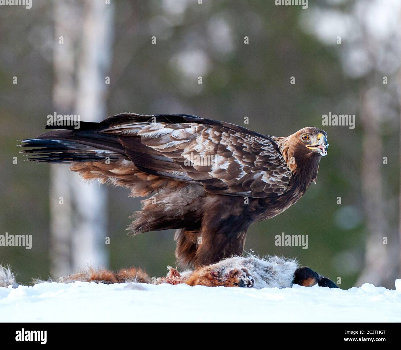 Aquila (Aquila chrysaetos), adulto durante l'inverno freddo, arroccato nella neve su una rossa volpe morta, Finlandia Foto Stock