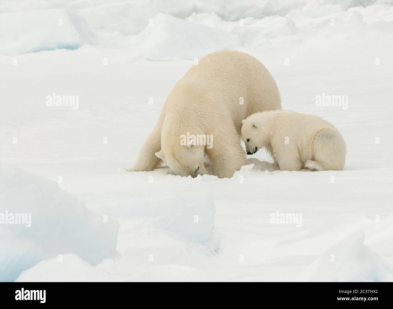 Orso polare (Ursus maritimus), Beatrice polare con cucciolo di orso in pezzetto di ghiaccio che guarda in un buco di ghiaccio per preda, Norvegia, Svalbard Foto Stock