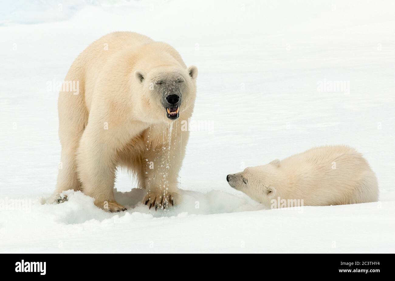 Orso polare (Ursus maritimus), l'arice polare si trova sul ghiaccio pacchetto e tirando la testa fuori un buco d'acqua, orso polare cucciolo guardando la sua madre, Norvegia, Svalbard Foto Stock