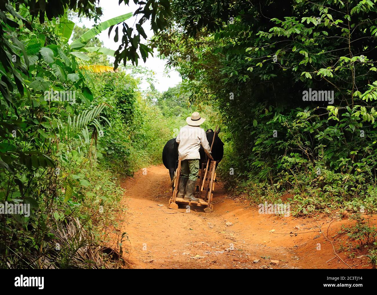 Coltivatore sta guidando buoi, nella valle di Vinales, Cuba Foto Stock