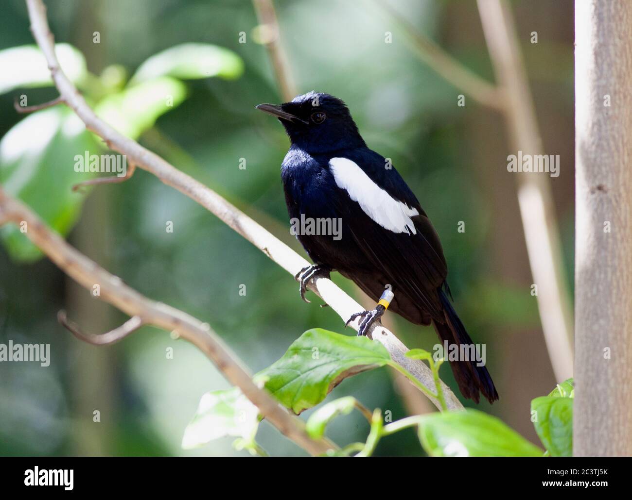 Seychelles magpie robin (Coppychus sechellarum), maschio che perching su un ramo, vista laterale, Seychelles, Isola di Aride Foto Stock