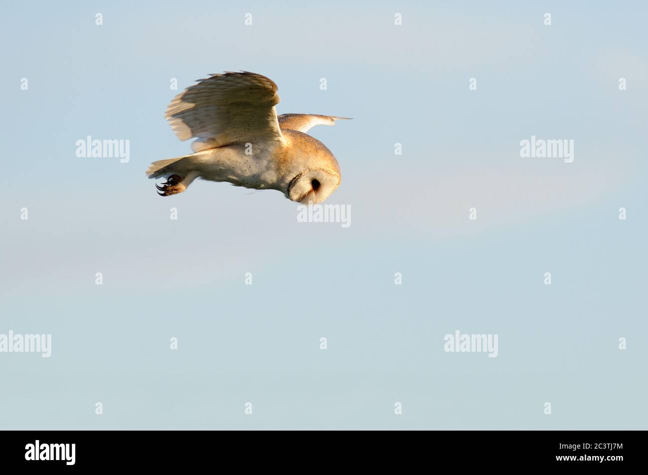 Barn Owl, Tyto alba, caccia, in volo, Suffolk Foto Stock