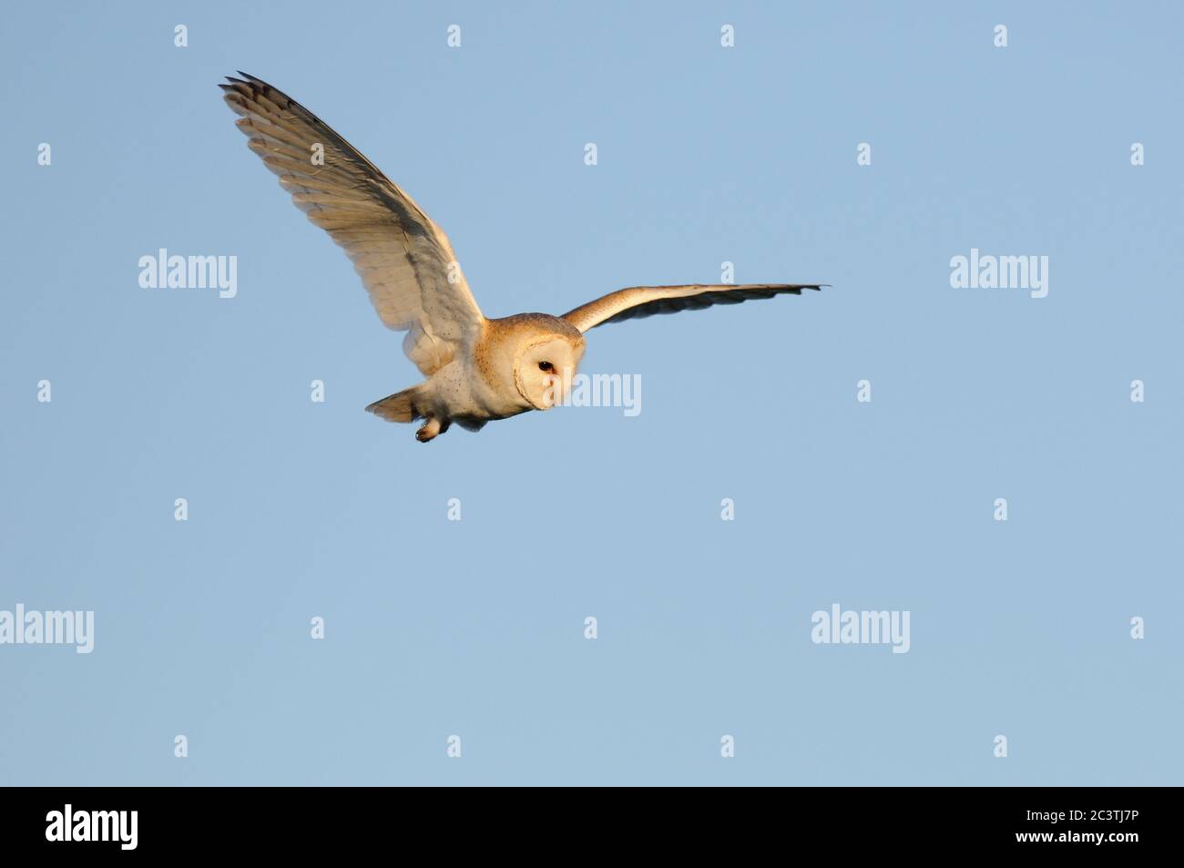 Barn Owl, Tyto alba, in volo contro il cielo blu, Suffolk Foto Stock