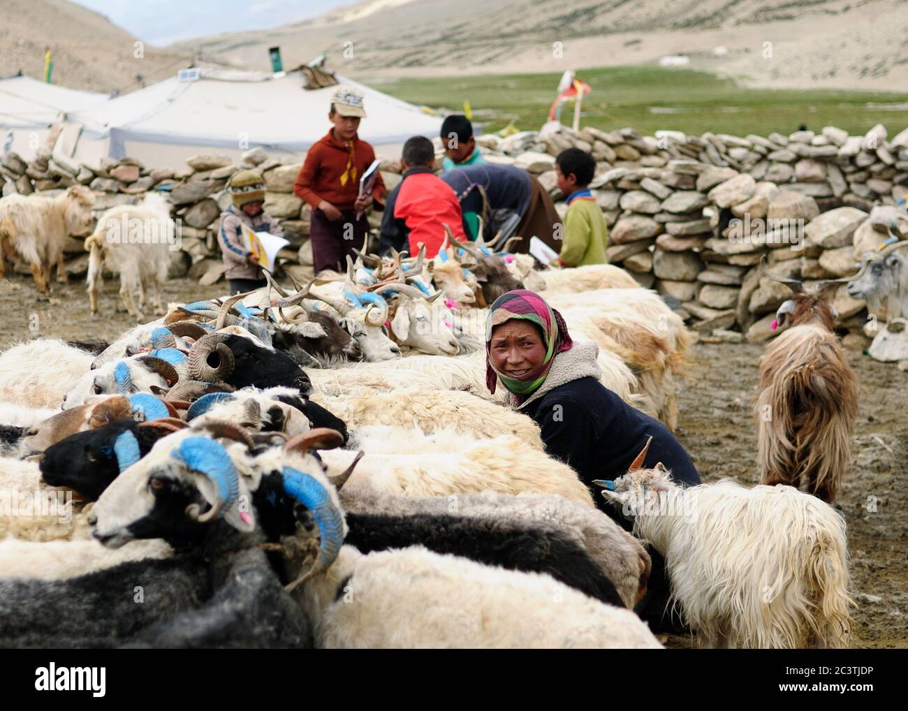 TSO MORIRI, INDIA - LUGLIO 06 donne della tribù Changp durante le opere di mattina di Goats, Ladakh, distretto di Leh su Juli 06, 2017 Foto Stock