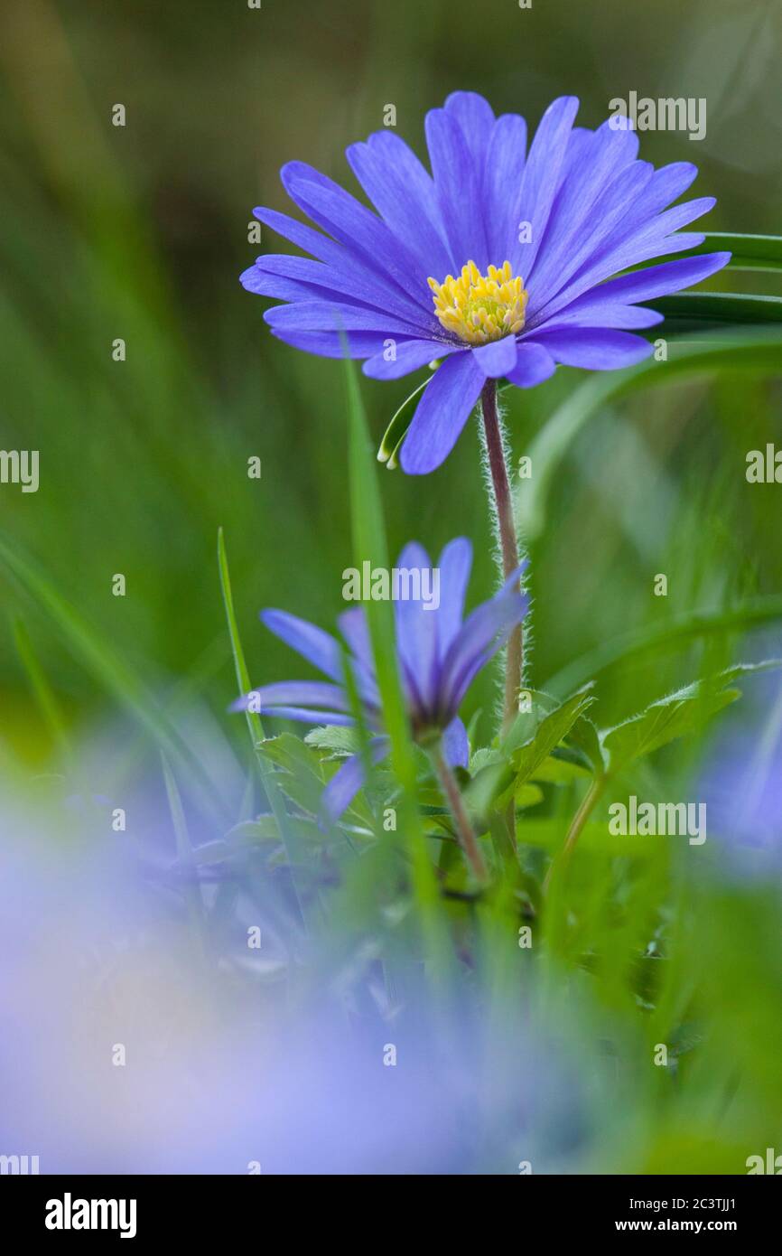 Blue Anemone, Windflower di montagna (Blanda di Anemone), fioritura, Paesi Bassi Foto Stock