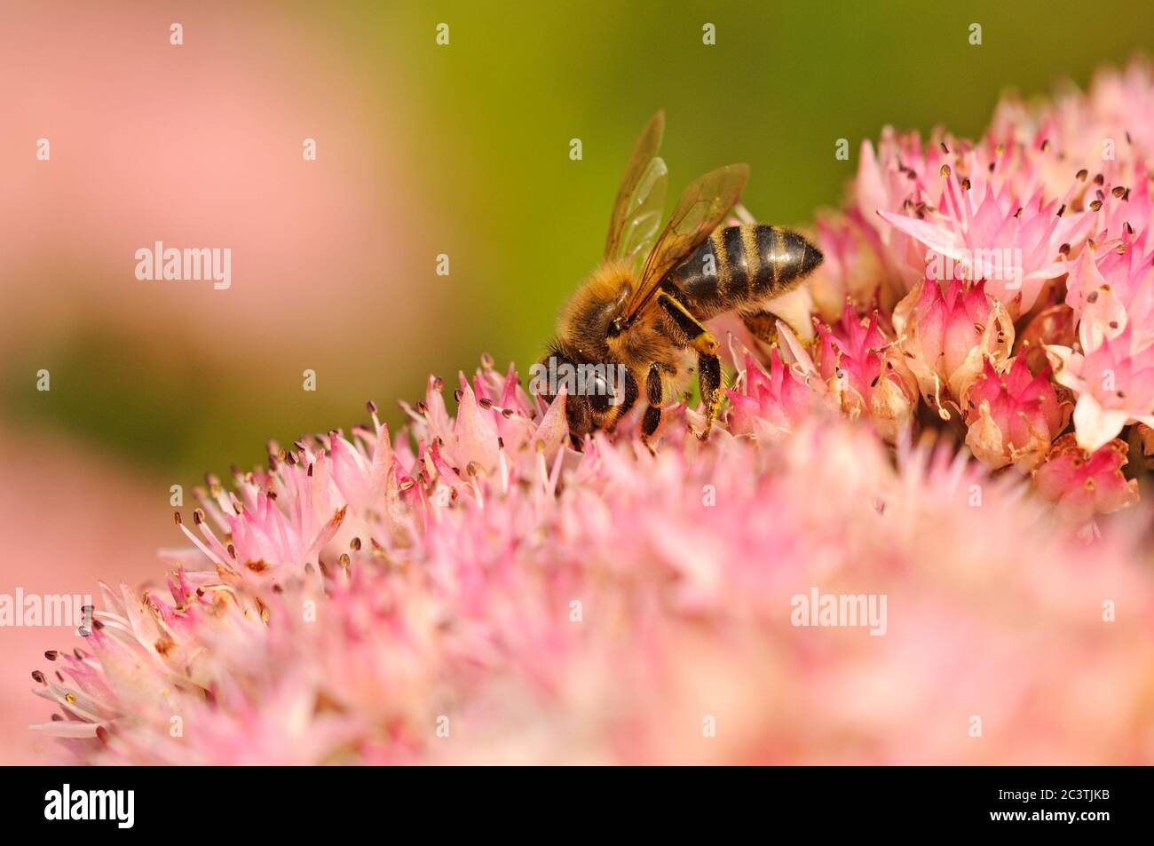 Miele ape, nutrimento su Sedum, Iceplant, Norfolk, Regno Unito Foto Stock