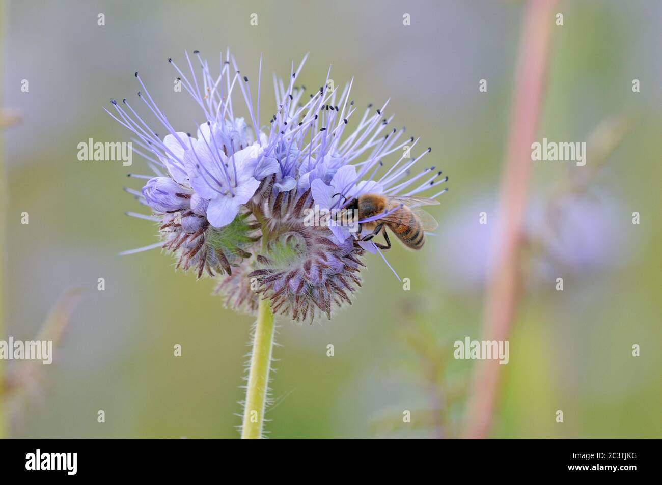 Ape di miele, Apis mellifera, nettering su phacelia, coltivato per la fauna selvatica, Suffolk Foto Stock