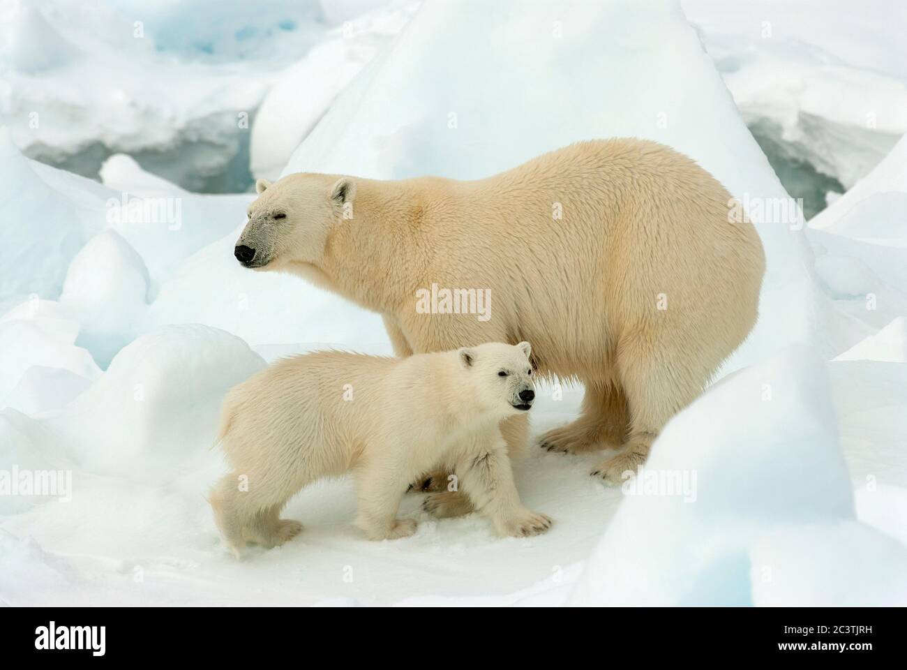 Orso polare (Ursus maritimus), Beatrice polare con cucciolo di orso in pezzetto di ghiaccio, Norvegia, Svalbard Foto Stock