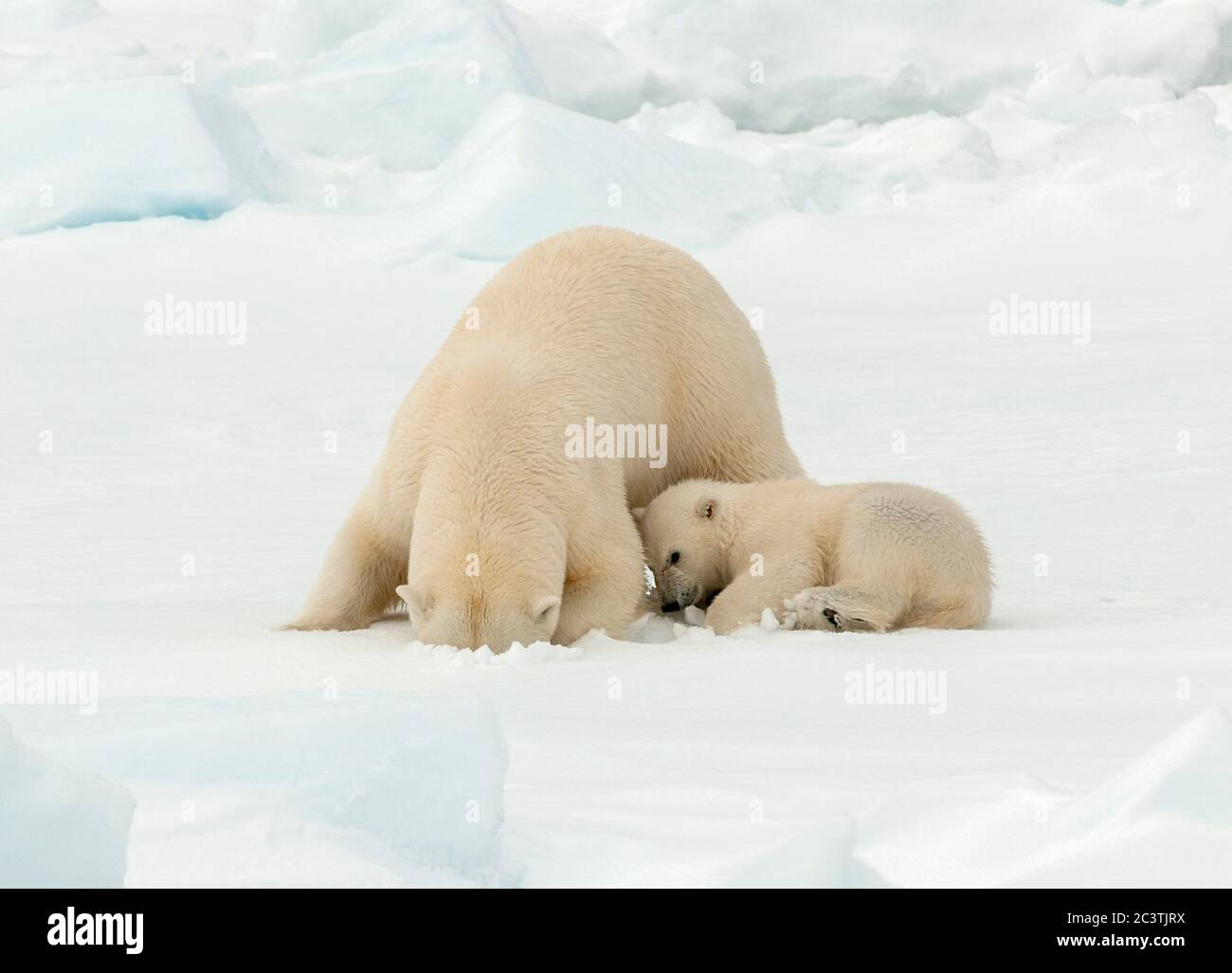 Orso polare (Ursus maritimus), Beatrice polare con cucciolo di orso in pezzetto di ghiaccio che guarda in un buco di ghiaccio per preda, Norvegia, Svalbard Foto Stock