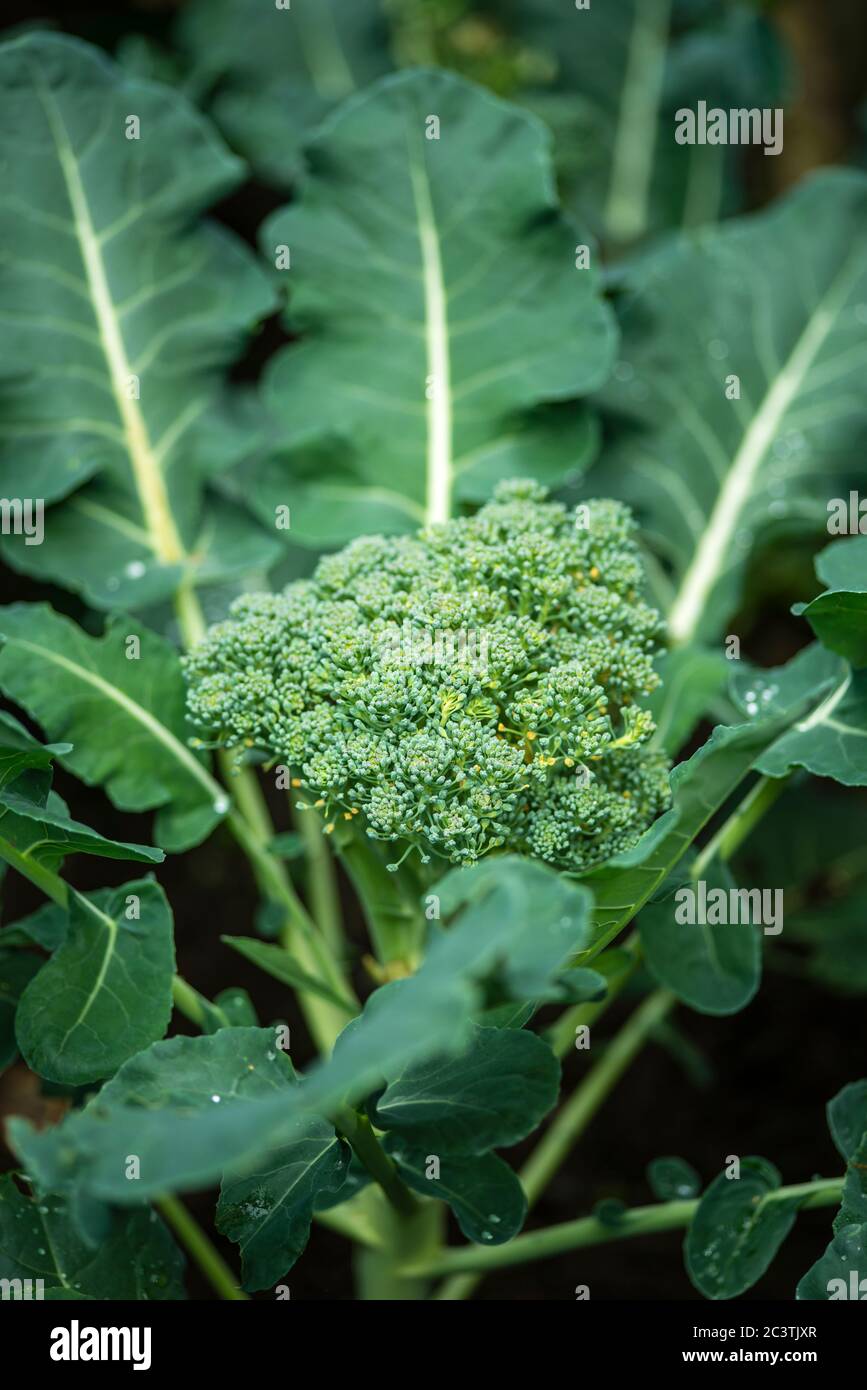 Pianta di broccoli, Brassica oleracea var. Italica- vista laterale Foto Stock