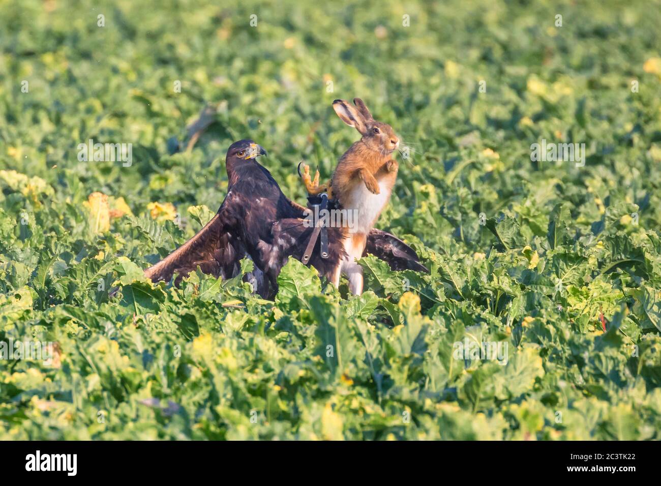 Aquila (Aquila chrysaetos), che cattura una lepre bruna in un campo di barbabietole, falconeria, Germania Foto Stock