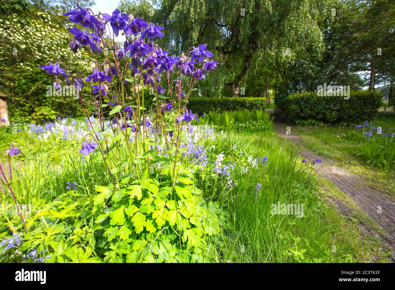 Colonna europea (Aquilegia vulgaris), fiorente in un giardino, Paesi Bassi, Frisia Foto Stock