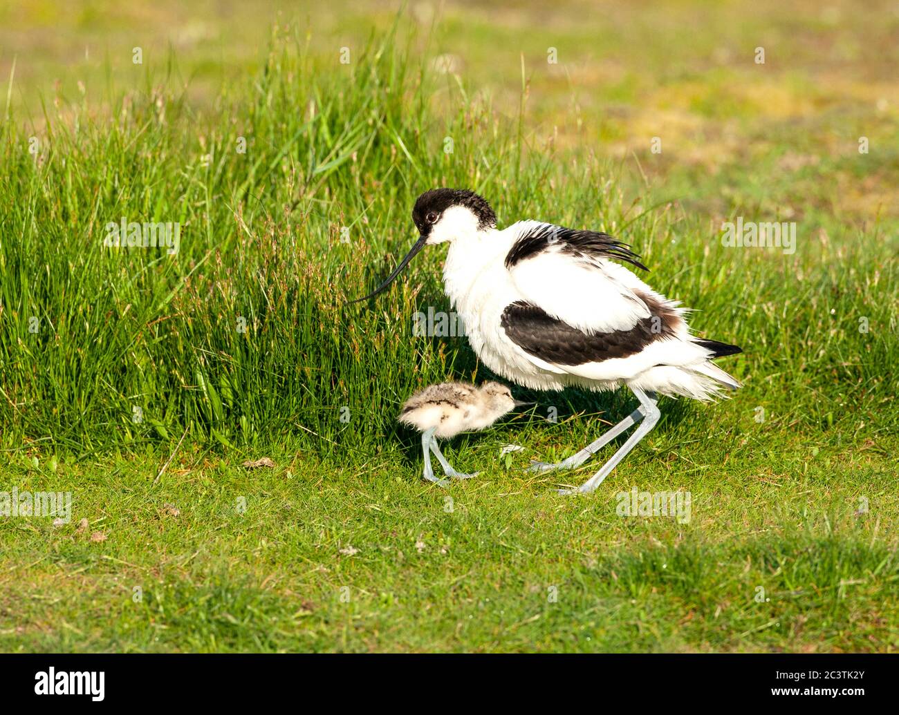 pied avocet (Recurvirostra avosetta), curando la sua pulcino in un prato, vista laterale, Paesi Bassi, Texel Foto Stock