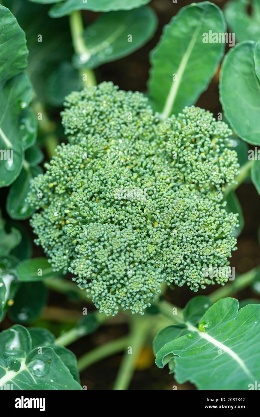 Pianta di broccoli, Brassica oleracea var. Italica- vista dall'alto Foto Stock