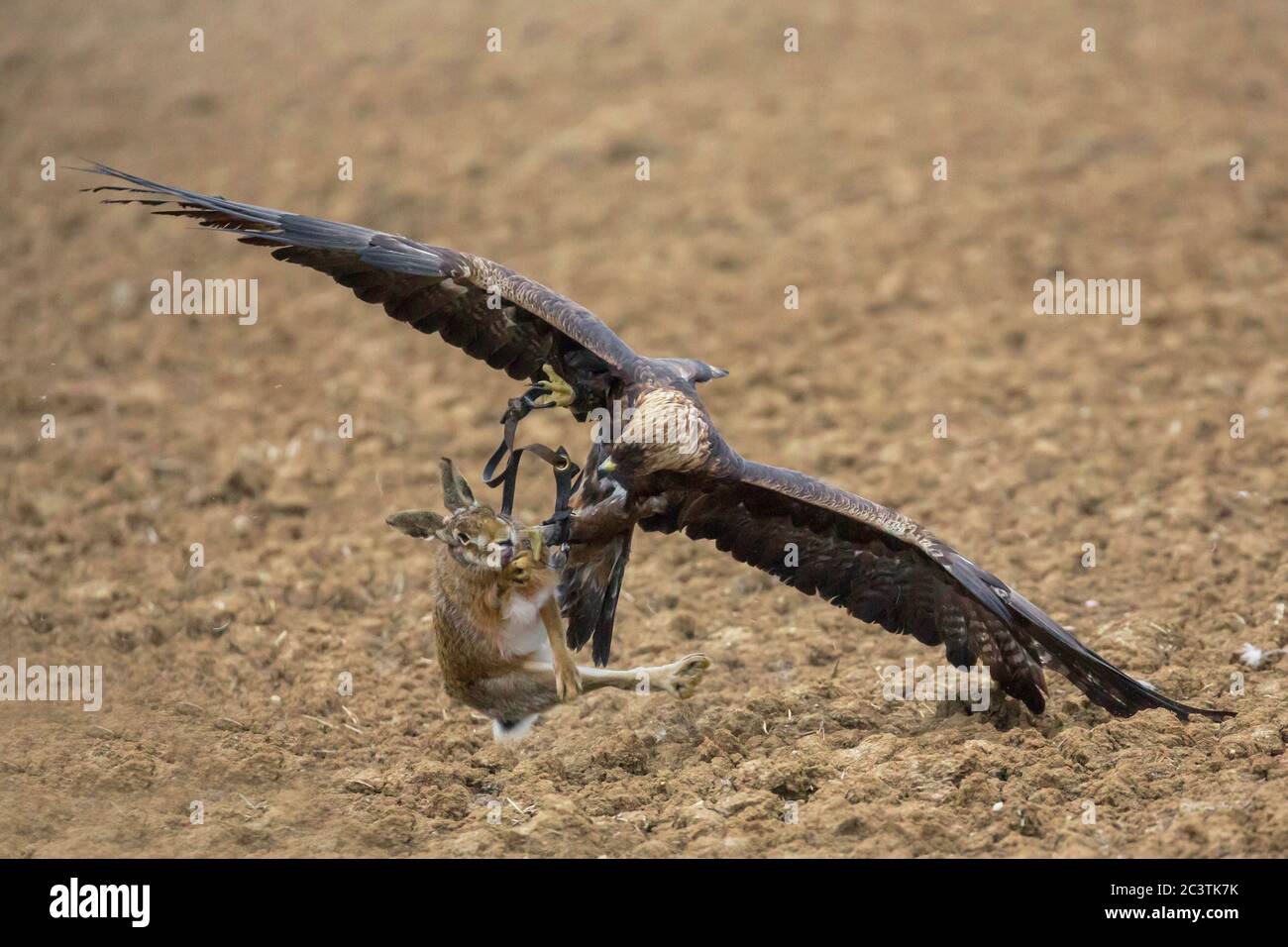 Aquila (Aquila chrysaetos), cattura una lepre marrone su un acro, falconeria, Germania Foto Stock