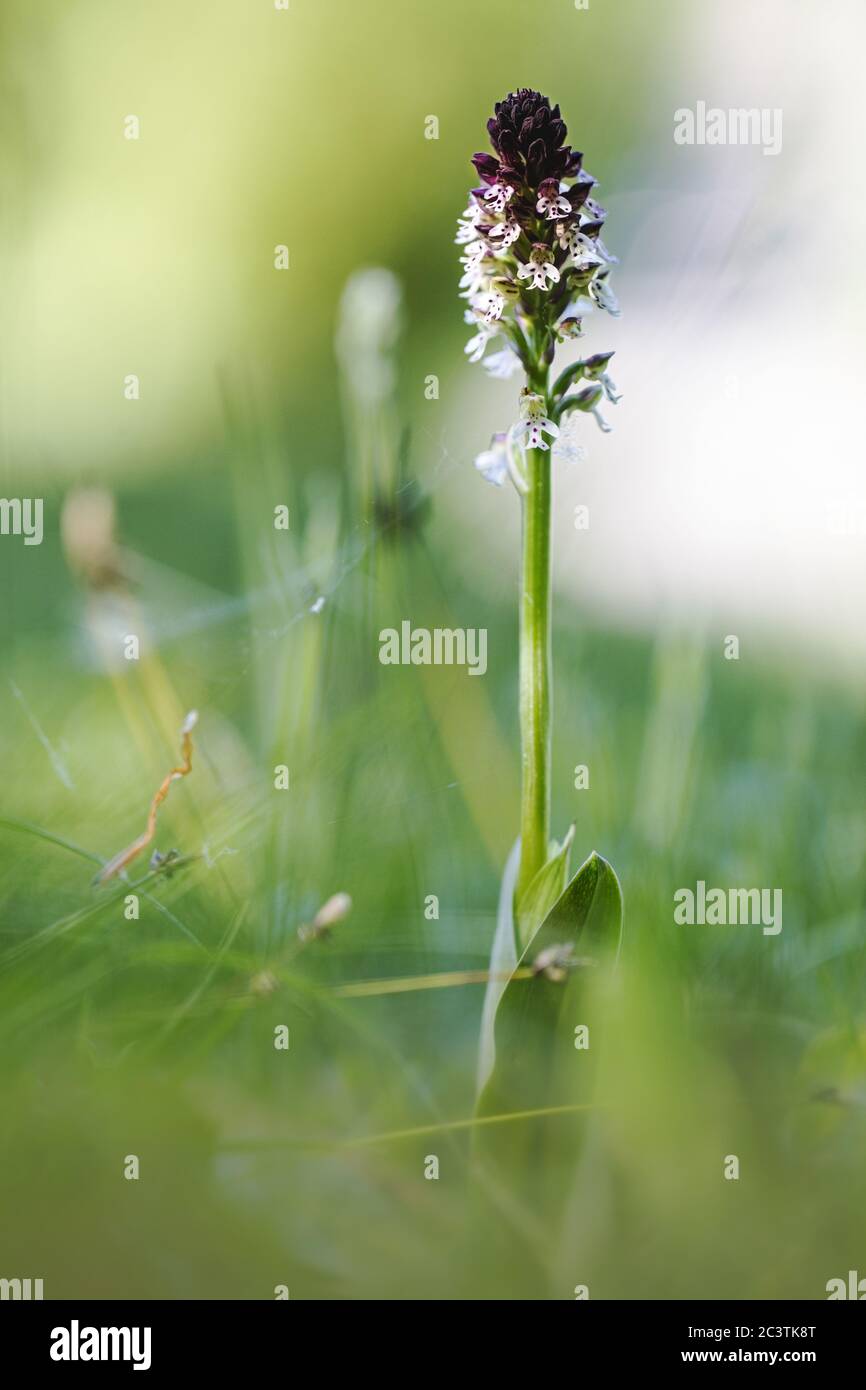 Orchidea bruciata, orchidea bruciata, orchidea bruciata (Orchis ustulata, Neotinea ustulata), fiorente su un meadwow, Germania, Nord Reno-Westfalia Foto Stock